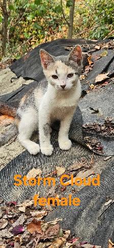 barn kittens - Photo 2