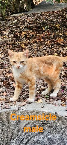 barn kittens - Photo 3