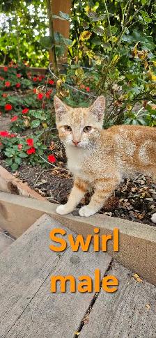 barn kittens - Photo 4