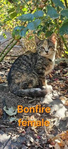 barn kittens - Photo 5