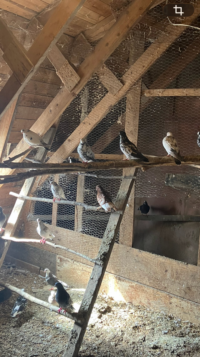 Pigeons communs