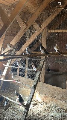 Pigeons communs