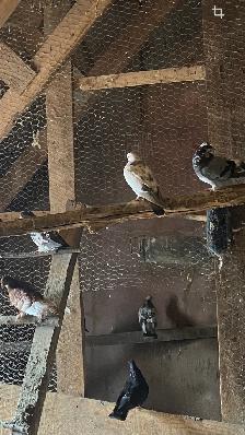 Pigeons communs - Photo 3