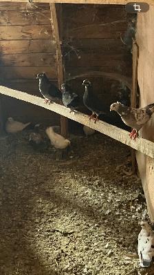 Pigeons communs - Photo 4