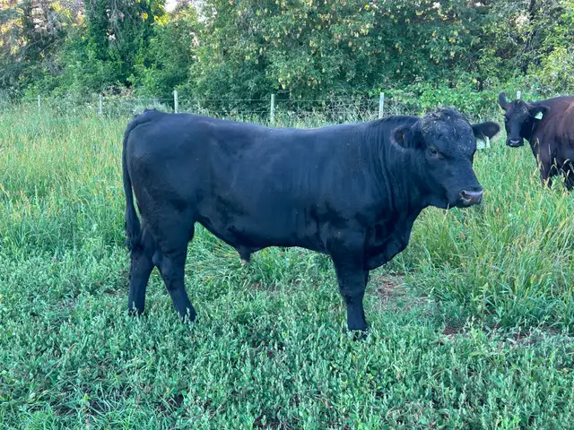 Purebred Black Angus Bull