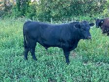 Purebred Black Angus Bull