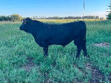 Purebred Black Angus Bull - Photo 2