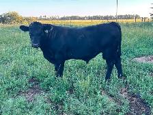 Purebred Black Angus Bull - Photo 3