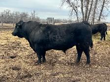 Purebred Black Angus Bull - Photo 4