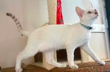 Chaton mâle snow Savannah F5 (collier bleu). Stérilisé. - Photo 7