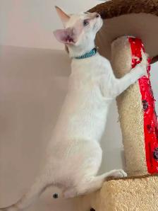 Chaton mâle snow Savannah F5 (collier bleu). Stérilisé. - Photo 8