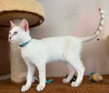 Chaton mâle snow Savannah F5 (collier bleu). Stérilisé. - Photo 9