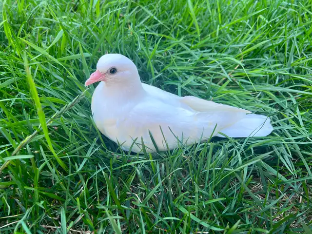 White Dove Pigeons