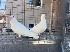 White Dove Pigeons - Photo 2