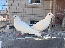 White Dove Pigeons - Photo 3