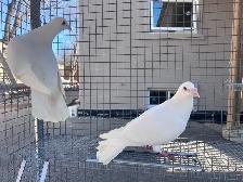 White Dove Pigeons - Photo 4