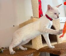 Chaton Savannah femelle snow (collier rouge). Stérils