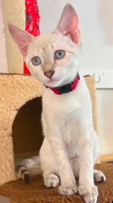 Chaton Savannah femelle snow (collier rouge). Stérils - Photo 2