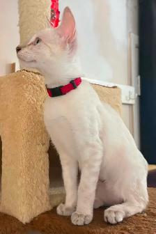 Chaton Savannah femelle snow (collier rouge). Stérils - Photo 3