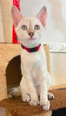 Chaton Savannah femelle snow (collier rouge). Stérils - Photo 4