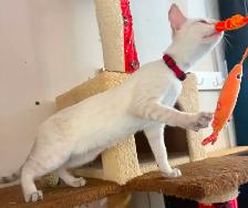Chaton Savannah femelle snow (collier rouge). Stérils - Photo 5