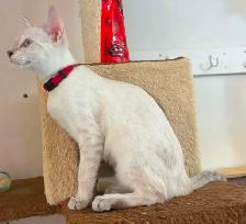 Chaton Savannah femelle snow (collier rouge). Stérils - Photo 6