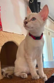 Chaton Savannah femelle snow (collier rouge). Stérils - Photo 8
