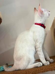 Chaton Savannah femelle snow (collier rouge). Stérils - Photo 9
