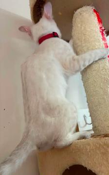 Chaton Savannah femelle snow (collier rouge). Stérils - Photo 10