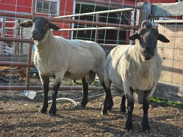 2 Suffolk Breeding Rams For Sale