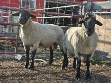 2 Suffolk Breeding Rams For Sale
