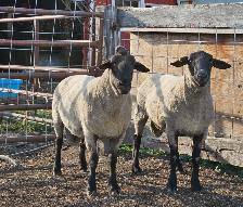 2 Suffolk Breeding Rams For Sale - Photo 2