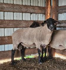 2 Suffolk Breeding Rams For Sale - Photo 3