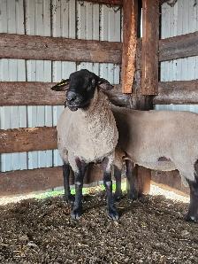 2 Suffolk Breeding Rams For Sale - Photo 4