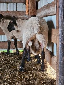 2 Suffolk Breeding Rams For Sale - Photo 5