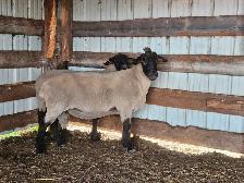 2 Suffolk Breeding Rams For Sale - Photo 6