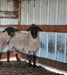 2 Suffolk Breeding Rams For Sale - Photo 7