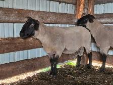 2 Suffolk Breeding Rams For Sale - Photo 8