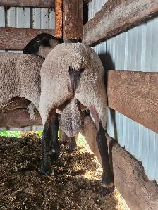 2 Suffolk Breeding Rams For Sale - Photo 9