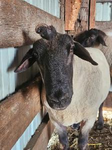 2 Suffolk Breeding Rams For Sale - Photo 10