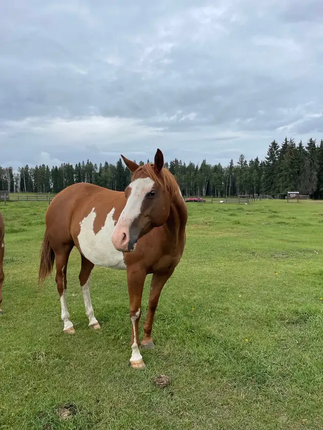 Paint Brood Mare