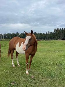 Paint Brood Mare