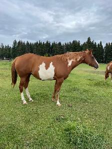 Paint Brood Mare - Photo 2