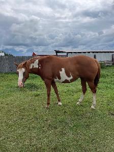 Paint Brood Mare - Photo 3
