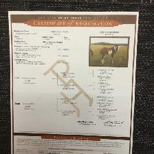 Paint Brood Mare - Photo 4