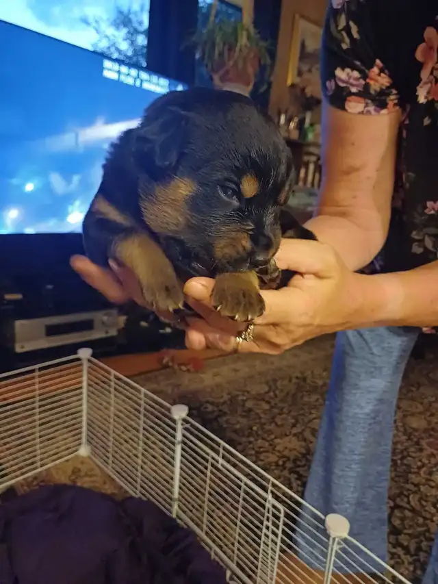 German shepard/rotti pups