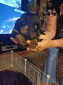 German shepard/rotti pups