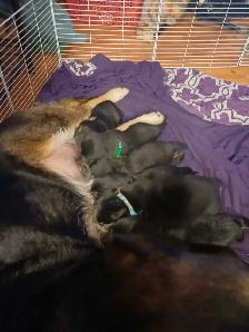 German shepard/rotti pups - Photo 2