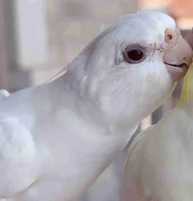 LOST COCKATIEL OAKVILLE