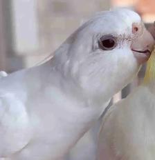 LOST COCKATIEL OAKVILLE